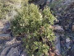Quercus cedrosensis