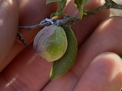 Callirhytis cedrosensis