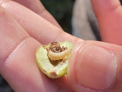 Callirhytis cedrosensis