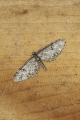 Eupithecia annulata