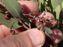 Arctostaphylos australis