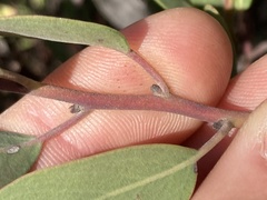 Arctostaphylos australis