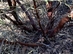 Arctostaphylos australis