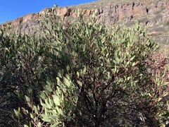 Arctostaphylos australis