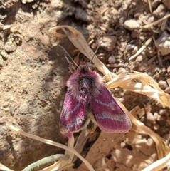 Schinia pulchripennis