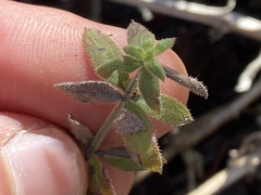 Galium martirense