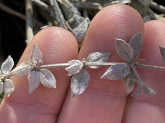 Galium martirense