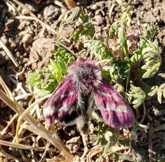 Schinia pulchripennis