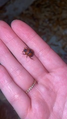 Bolbocerosoma hamatum