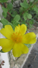 Portulaca