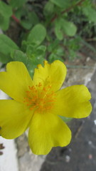 Portulaca