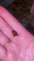 Bolbocerosoma hamatum