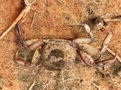 Paragrapsus gaimardii