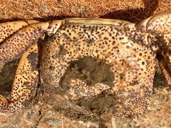 Paragrapsus gaimardii