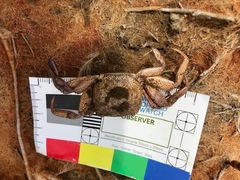 Paragrapsus gaimardii