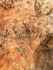 Paragrapsus gaimardii