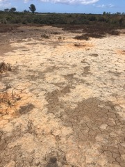 Paragrapsus gaimardii