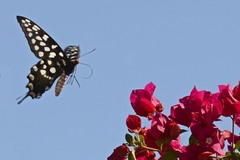 Pharmacophagus antenor