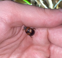 Bolbocerosoma hamatum