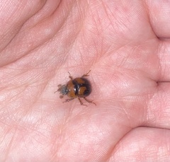 Bolbocerosoma hamatum