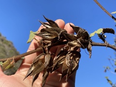 Fremontodendron mexicanum