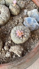 Lophophora