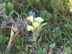 Castilleja campestris