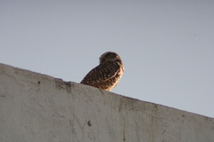 Athene cunicularia