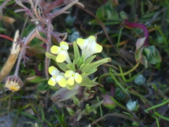 Castilleja campestris