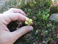 Castilleja campestris