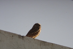 Athene cunicularia