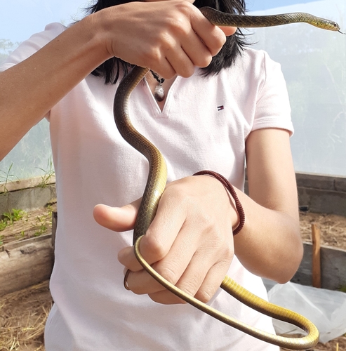 Striped Lizard Eater