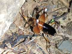 Apotetamenus amazonae