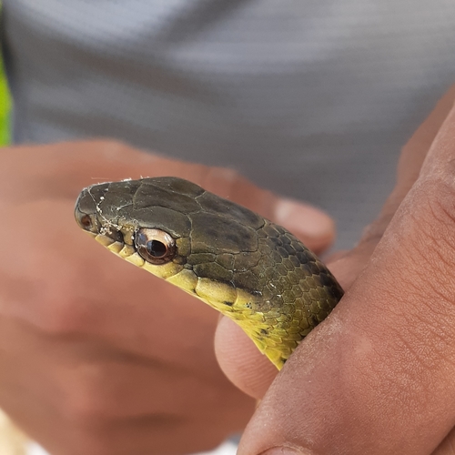 Striped Lizard Eater