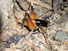 Apotetamenus amazonae