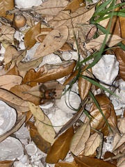 Bolbocerosoma hamatum