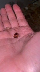 Bolbocerosoma hamatum