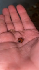 Bolbocerosoma hamatum