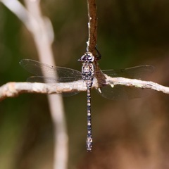 Austroaeschna subapicalis