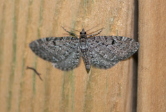 Eupithecia tripunctaria