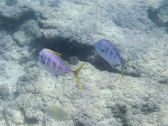 Carangoides