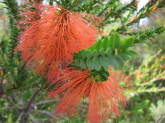 Melaleuca sparsa