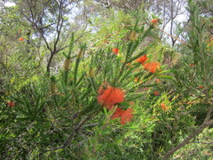 Melaleuca sparsa