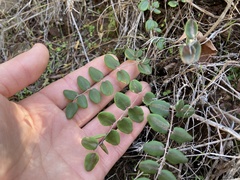 Pellaea andromedifolia pubescens