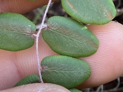 Pellaea andromedifolia pubescens
