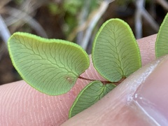 Pellaea andromedifolia pubescens