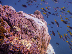 Neopomacentrus azysron