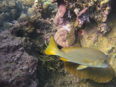 Plectorhinchus multivittatus