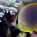 Goldstripe Butterflyfish - Photo (c) lcolmer, some rights reserved (CC BY-NC), uploaded by lcolmer