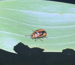 Calomela crassicornis